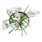 Zephyranthes Insularum favor Ler